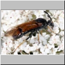 Arge ustulata - Blattwespe 02a 10mm Teverener Heide.jpg